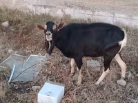 تيس, Alpine goat — الصورة 2