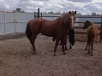 حصان, Kushum Horse — الصورة 2