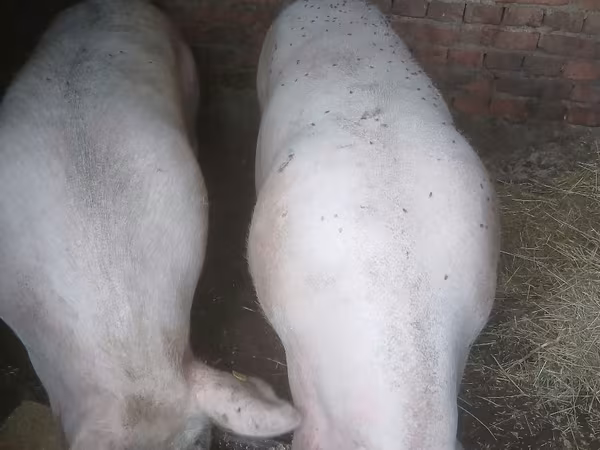 Sow, Pigs