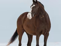 母马, Akhal-Teke — 照片 7