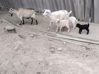 Cabra, Cabras — foto 1