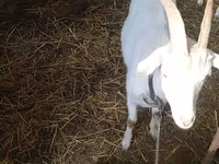 Cabra, Saanen goat — foto 5