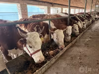Kuh, Simmental cattle — Foto 1