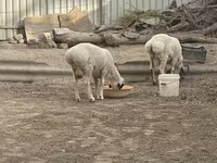 Widder, Suffolk sheep — Foto 3