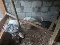 Turkeys — फ़ोटो 2
