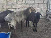 Carnero, Ovejas — foto 1