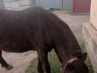 Mare, Shetland Pony — photo 1