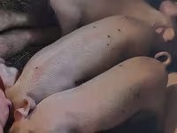 Schweine (Partie, Geschlecht nicht angegeben), Крупная белая — Foto 1