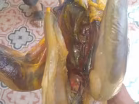 Chickens — الصورة 2