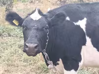 गाय, गोलस्टीन नस्ल — फ़ोटो 3