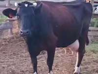 Kuh, Holstein-Rasse — Foto 3