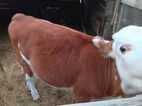 Vaca, Simmental cattle — foto 1