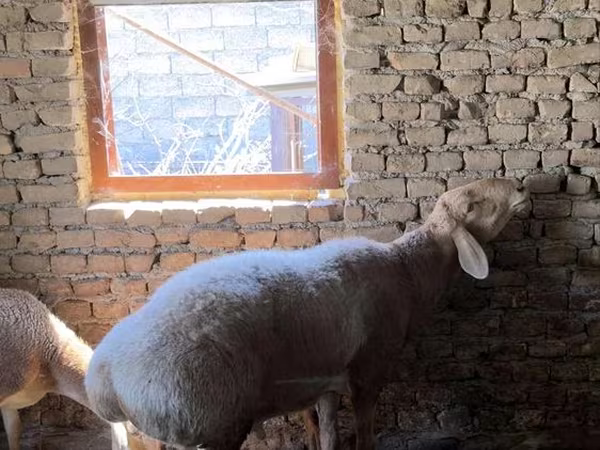 Ram, Arashan sheep
