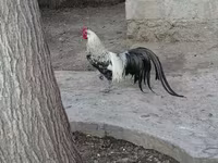 Chickens — फ़ोटो 4