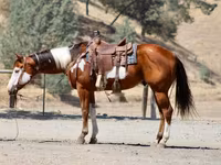 حصان, American paint horse — الصورة 4