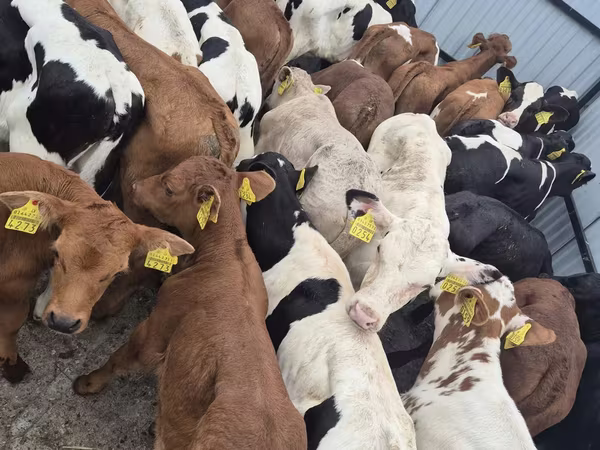 Toro, Ganado vacuno