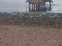 فرس, Kustanai horse — الصورة 1
