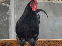 Chickens — Foto 2