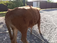 母牛, Swiss cattle — 照片 5
