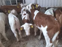 Bull, Cattle — photo 3