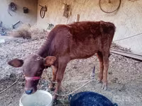 بقرة, الماشية — الصورة 1