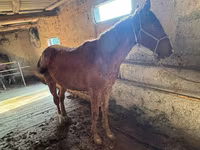 حصان, Horse breed — الصورة 2