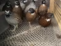 Guinea fowl — photo 2