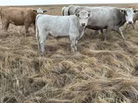 Toro, Swiss cattle — foto 2