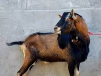 عنزة, Alpine goat — الصورة 2