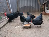 Australorp — photo 8