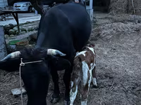 بقرة, Latvian Blue cattle — الصورة 5