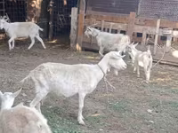 Ziege, Dutch Landrace goats — Foto 7