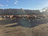 Kuh, Kasachische Weißkopfkuh — Foto 1