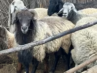 Баран, Каракульская овца — фото 1