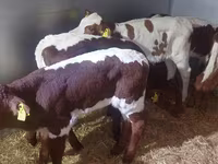 Bull, Cattle — photo 4