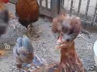 Chickens — photo 3