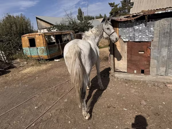 Конь, Лошади