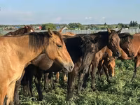 Hengst, Bashkir horse — Foto 3