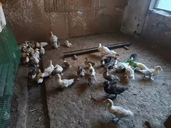Domestic Muscovy