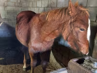 Horse (M), Vladimir heavy draft — photo 4