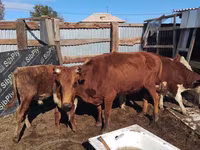 Vaca, Latvian Blue cattle — foto 2
