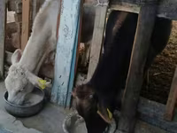 Toro, Swiss cattle — foto 2