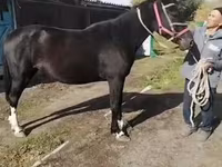Yegua, Caballos — foto 2