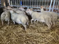 Sheep, Charollais sheep — photo 1