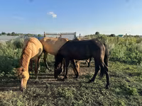 Hengst, Bashkir horse — Foto 4