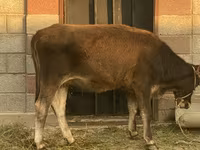गाय, भूरा लातवियाई — फ़ोटो 2