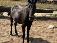 Caballo, Kazakh horse — foto 6