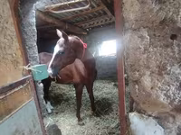 Caballo, Akhal-Teke — foto 3