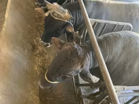 公牛, Swiss cattle — 照片 1
