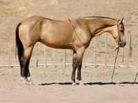Caballo, Quarter Horse — foto 2